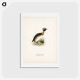 アートポストカード-Horned Grebe in Spring
 - スヴェンスカ フォグラル Postcard.