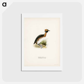 アートポストカード-Horned Grebe in Spring
 - スヴェンスカ フォグラル Postcard.