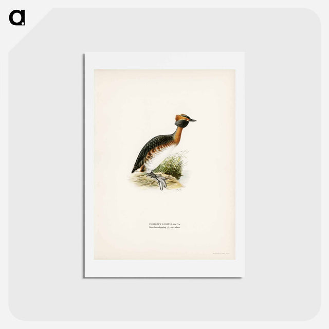 アートポストカード-Horned Grebe in Spring
 - スヴェンスカ フォグラル Postcard.