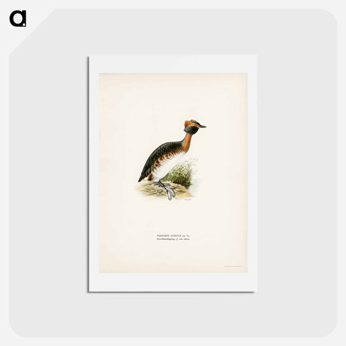Horned Grebe in Spring
 - スヴェンスカ フォグラル Postcard.