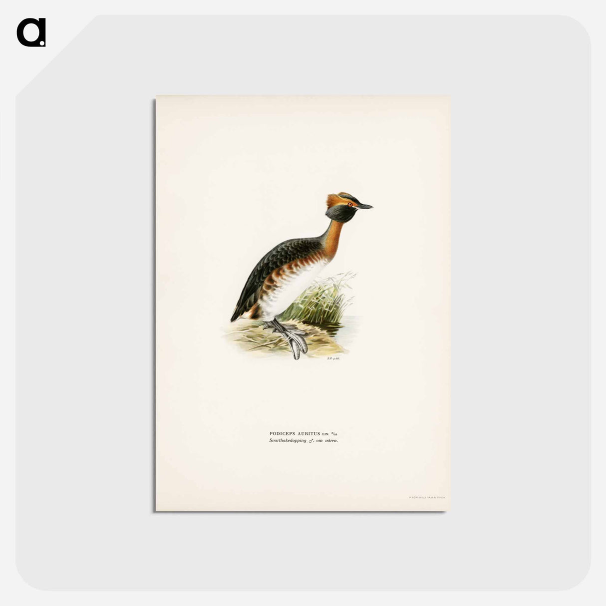 アートポストカード-Horned Grebe in Spring
 - スヴェンスカ フォグラル Postcard.