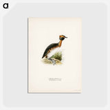 アートポストカード-Horned Grebe in Spring
 - スヴェンスカ フォグラル Postcard.