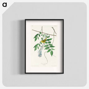 アートポスター-Blue-eyed yellow Warbler from Birds of America
 - アメリカの鳥たち Poster.