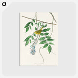 アートポストカード-Blue-eyed yellow Warbler from Birds of America
 - アメリカの鳥たち Postcard.