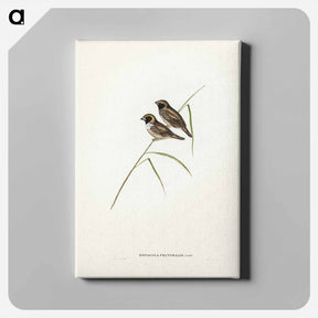 アートパネル-White-breasted Finch
 - オーストラリアの鳥 Canvas.