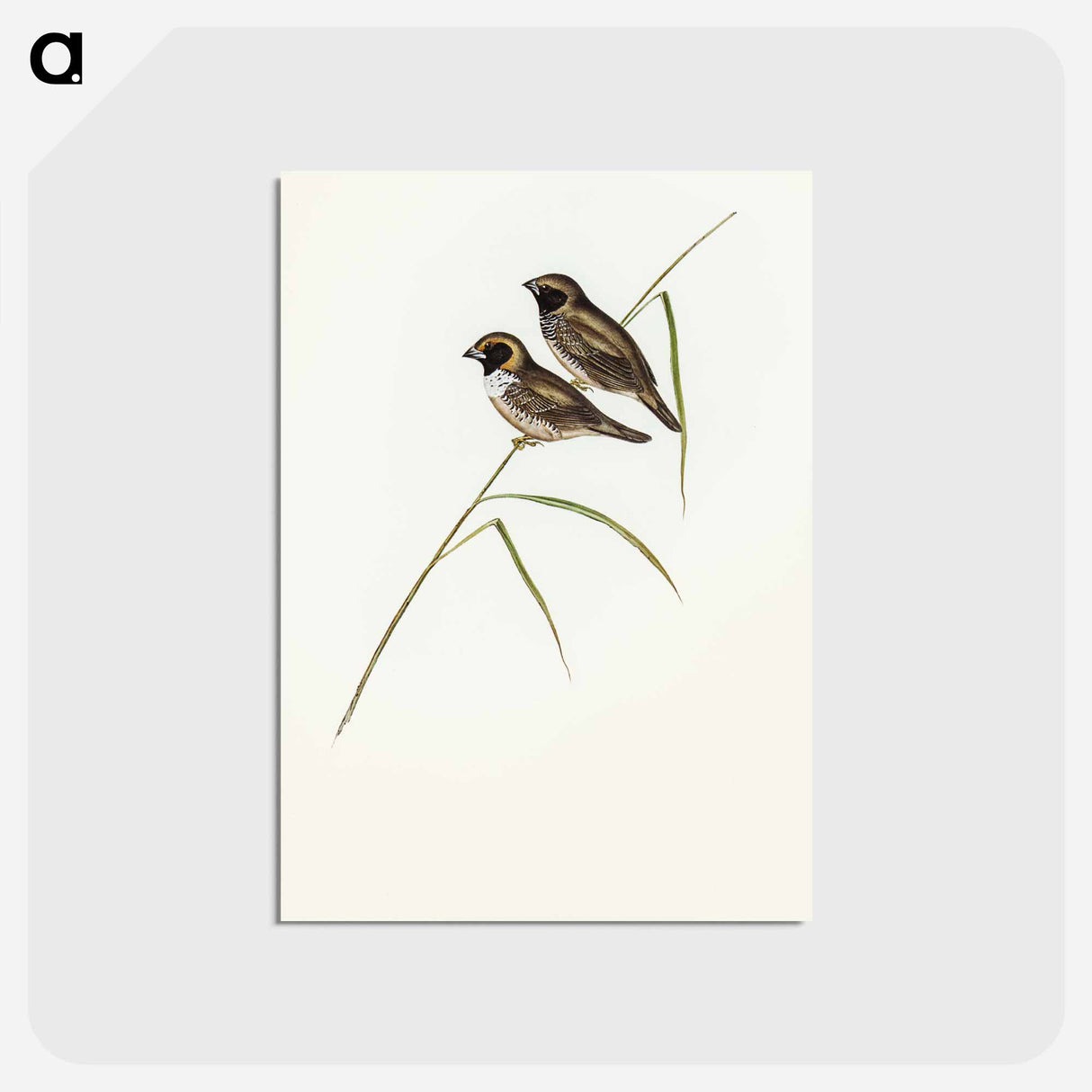 アートポストカード-White-breasted Finch
 - オーストラリアの鳥 Postcard.