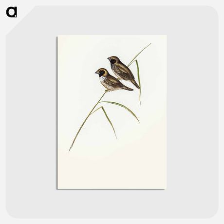 アートポストカード-White-breasted Finch
 - オーストラリアの鳥 Postcard.