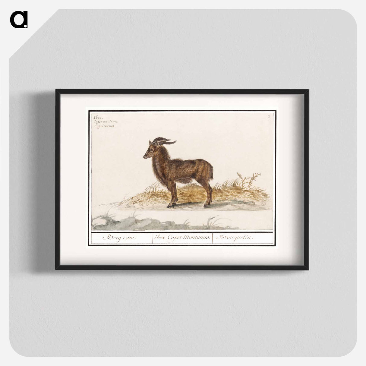 Alpine ibex - アンセルムス ボエティウス デ ブート Poster.