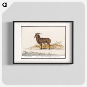 アートポスター-Alpine ibex - アンセルムス ボエティウス デ ブート Poster.