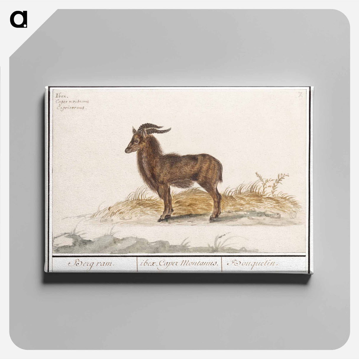 Alpine ibex - アンセルムス ボエティウス デ ブート Canvas.