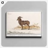 Alpine ibex - アンセルムス ボエティウス デ ブート Canvas.