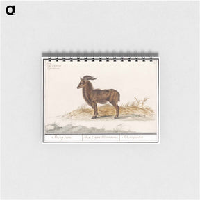 アートメモ帳-Alpine ibex - アンセルムス ボエティウス デ ブート Memo.