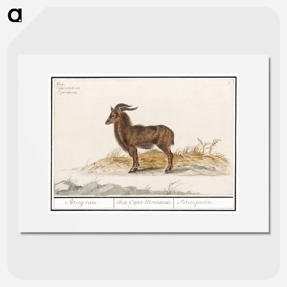 Alpine ibex - アンセルムス ボエティウス デ ブート Poster.
