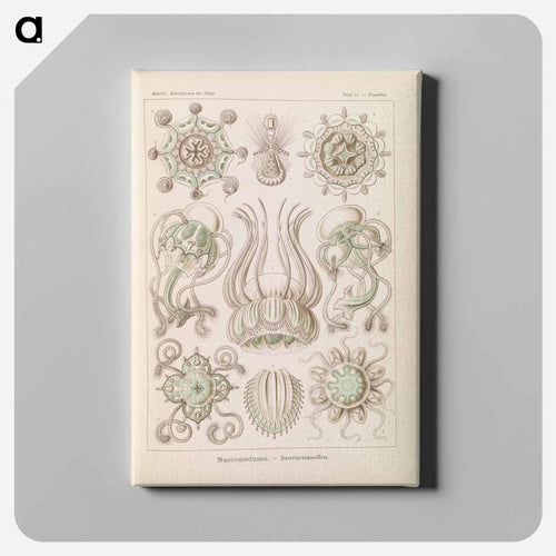 Marine life illustration - エルンスト ヘッケル Canvas.