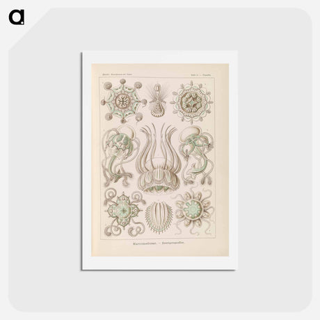 アートポストカード-Marine life illustration - エルンスト ヘッケル Postcard.