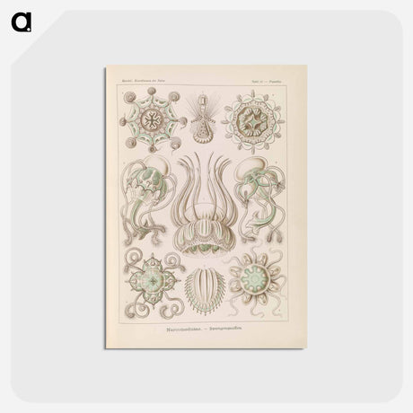 アートポストカード-Marine life illustration - エルンスト ヘッケル Postcard.