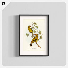 アートポスター-Crescent-marked Oriole
 - ジョン グールド Poster.