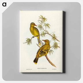 アートパネル-Crescent-marked Oriole
 - ジョン グールド Canvas.