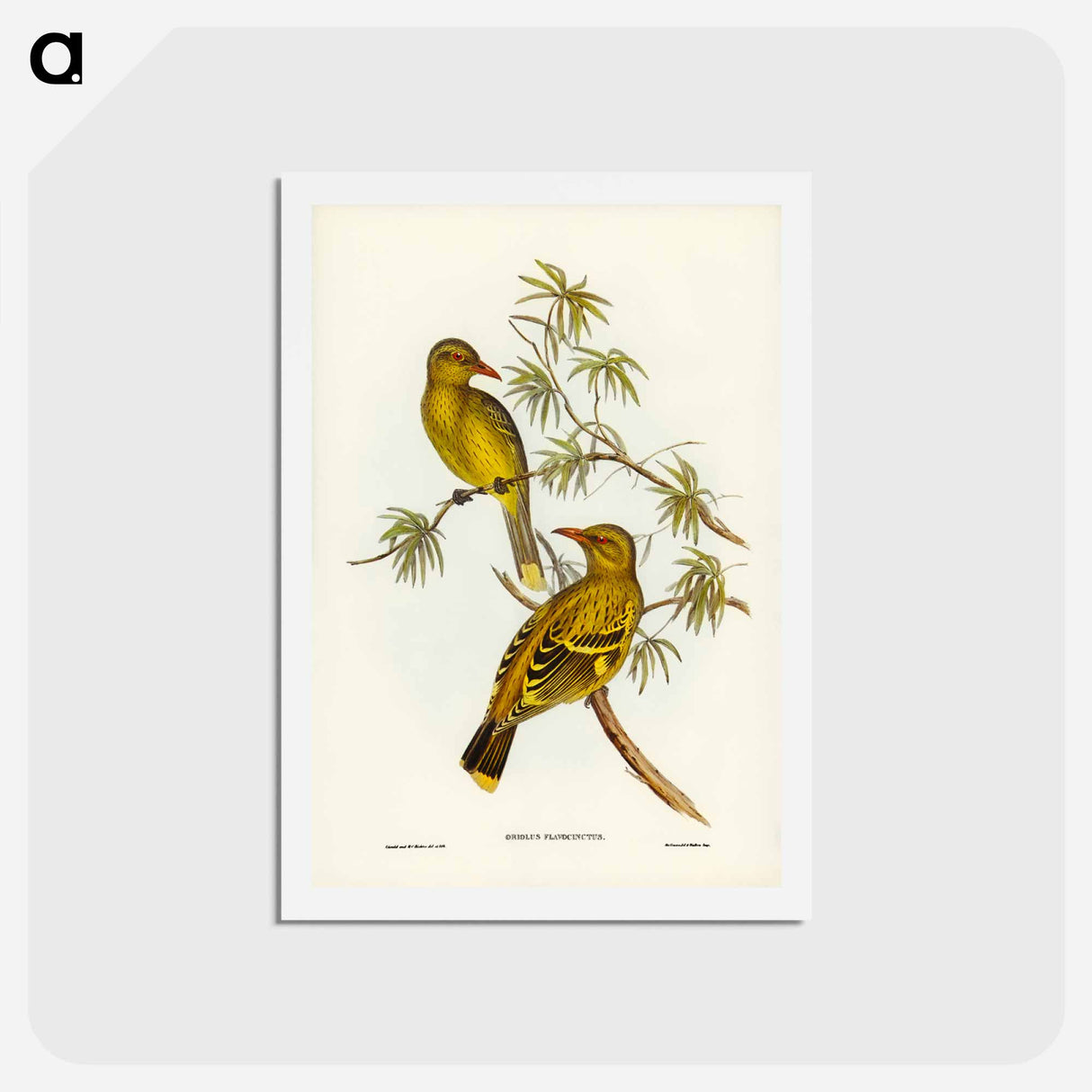 アートポストカード-Crescent-marked Oriole
 - ジョン グールド Postcard.