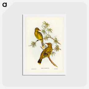 アートポストカード-Crescent-marked Oriole
 - ジョン グールド Postcard.