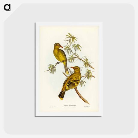 アートポストカード-Crescent-marked Oriole
 - ジョン グールド Postcard.