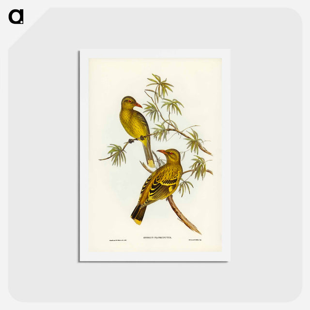 アートポストカード-Crescent-marked Oriole
 - ジョン グールド Postcard.