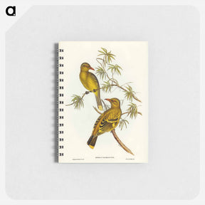 アートメモ帳-Crescent-marked Oriole
 - ジョン グールド Memo.