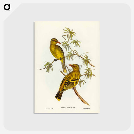 アートポストカード-Crescent-marked Oriole
 - ジョン グールド Postcard.