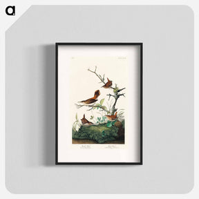 アートポスター-Winter Wrens and Rock Wrens
 - ジョン ジェームス オーデュボン Poster.