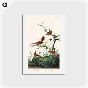 アートポストカード-Winter Wrens and Rock Wrens
 - ジョン ジェームス オーデュボン Postcard.