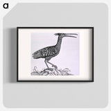 アートポスター-Birds from Natural History
 - 国立医学図書館 Poster.