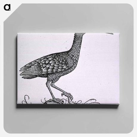 アートパネル-Birds from Natural History
 - 国立医学図書館 Canvas.