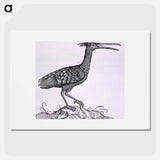 アートポスター-Birds from Natural History
 - 国立医学図書館 Poster.