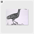 アートポストカード-Birds from Natural History
 - 国立医学図書館 Postcard.