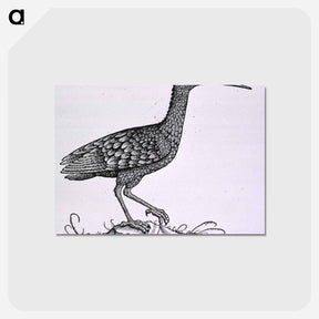 アートポストカード-Birds from Natural History
 - 国立医学図書館 Postcard.