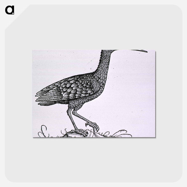 アートポストカード-Birds from Natural History
 - 国立医学図書館 Postcard.