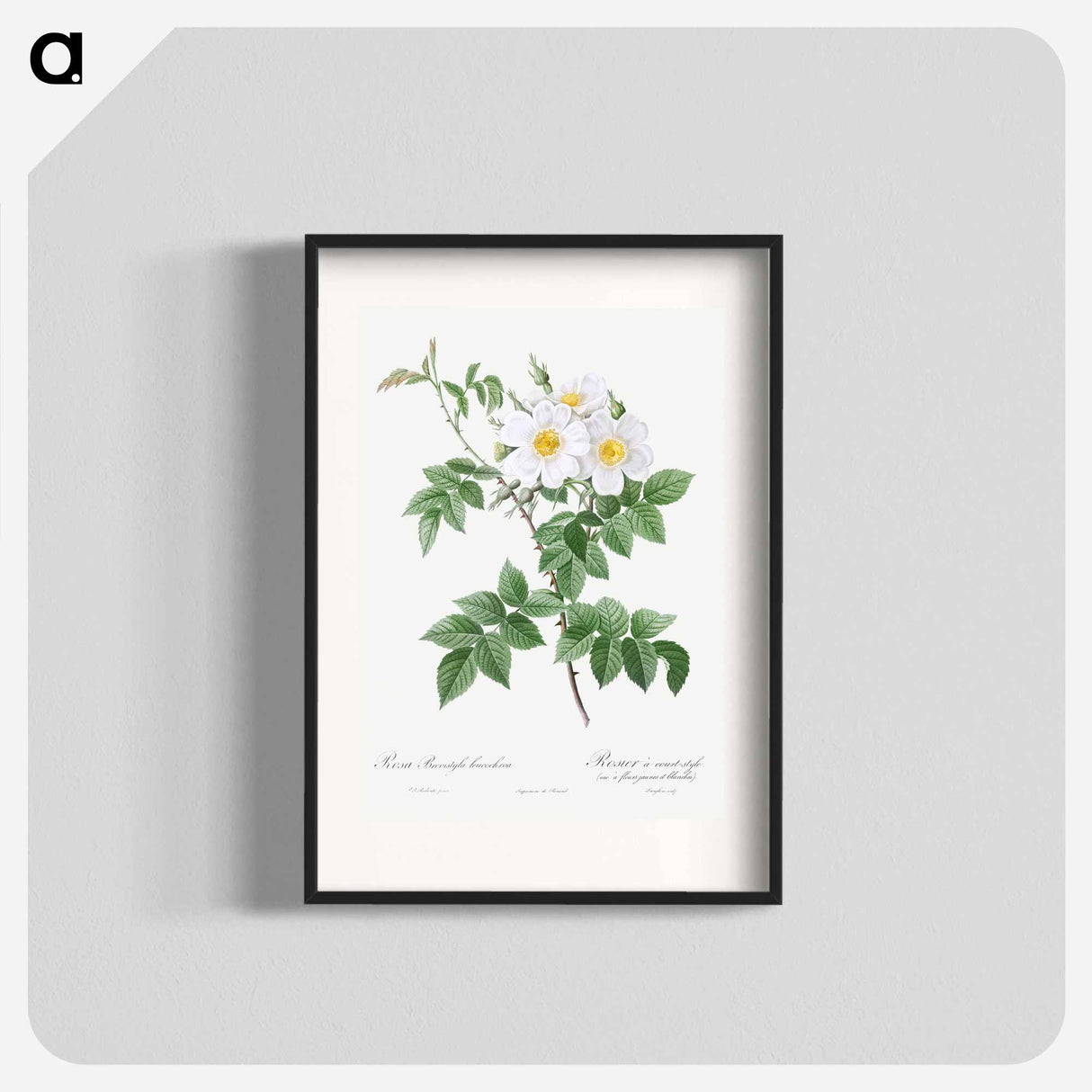 Short-styled rose with yellow and white flowers - ピエール ジョゼフ ルドゥーテ Poster.