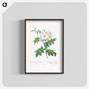 アートポスター-Short-styled rose with yellow and white flowers - ピエール ジョゼフ ルドゥーテ Poster.
