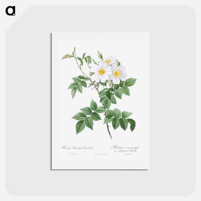 アートポストカード-Short-styled rose with yellow and white flowers - ピエール ジョゼフ ルドゥーテ Postcard.