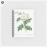 Short-styled rose with yellow and white flowers - ピエール ジョゼフ ルドゥーテ Memo.