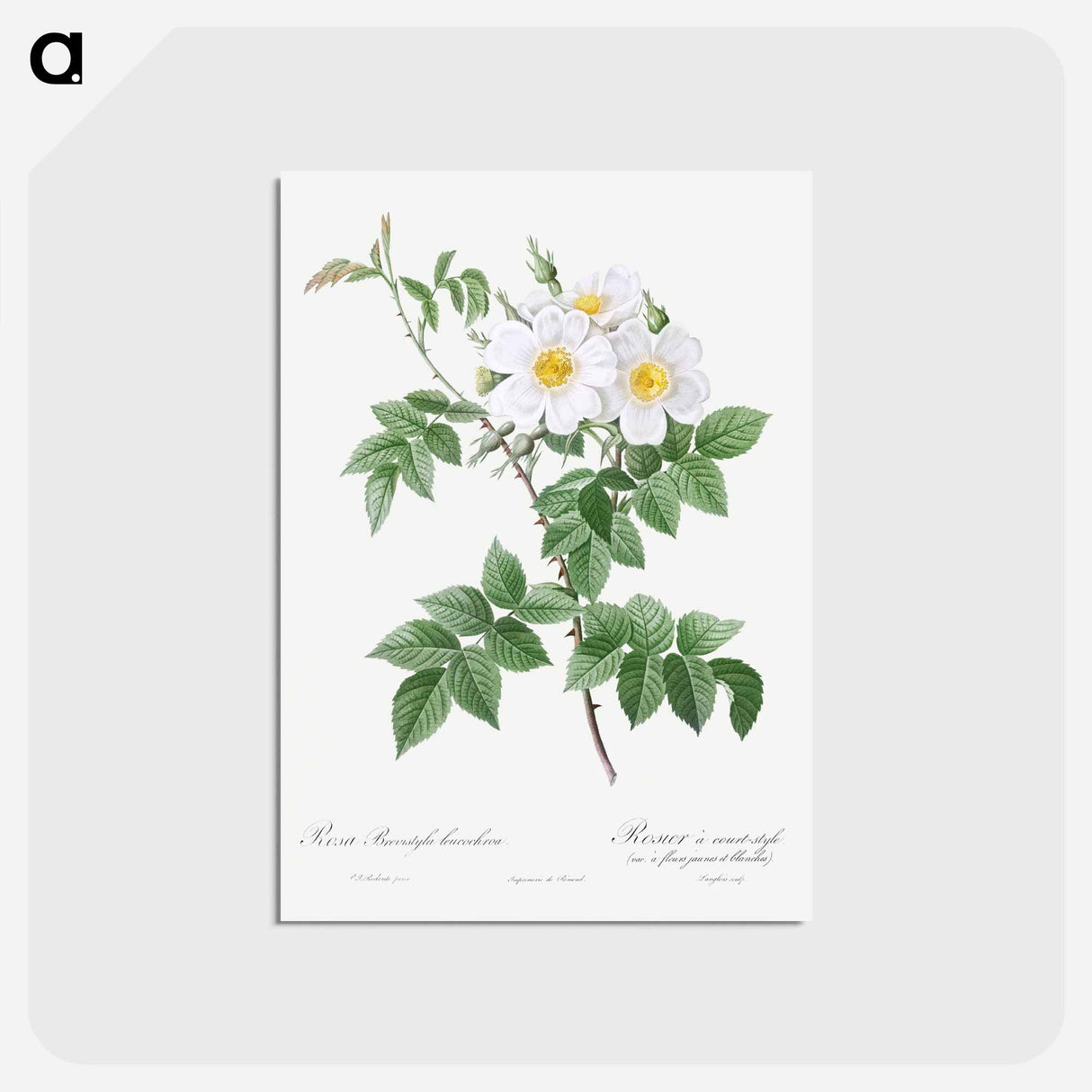 アートポストカード-Short-styled rose with yellow and white flowers - ピエール ジョゼフ ルドゥーテ Postcard.