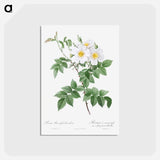 アートポストカード-Short-styled rose with yellow and white flowers - ピエール ジョゼフ ルドゥーテ Postcard.