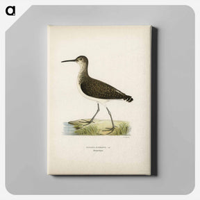 アートパネル-Green Sandpiper
 - スヴェンスカ フォグラル Canvas.