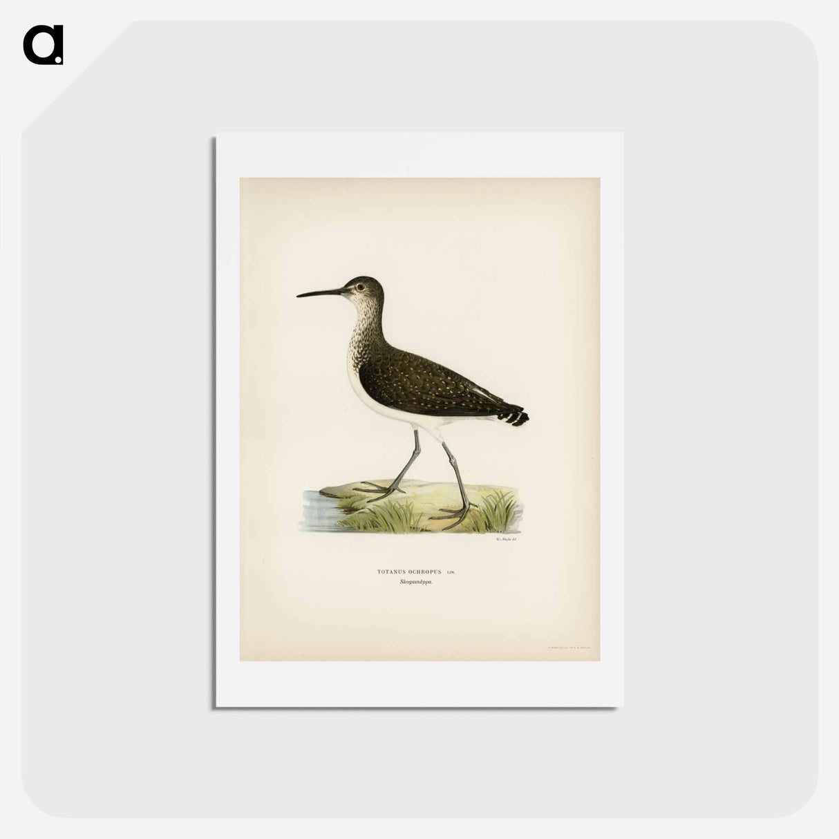 アートポストカード-Green Sandpiper
 - スヴェンスカ フォグラル Postcard.