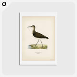 アートポストカード-Green Sandpiper
 - スヴェンスカ フォグラル Postcard.
