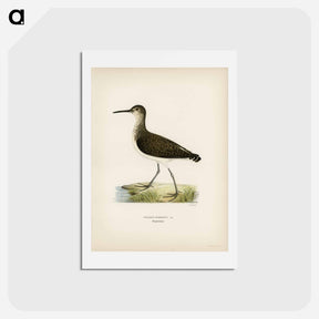 アートポストカード-Green Sandpiper
 - スヴェンスカ フォグラル Postcard.
