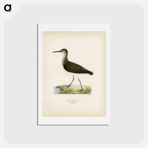 Green Sandpiper
 - スヴェンスカ フォグラル Postcard.
