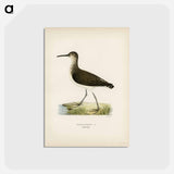 アートポストカード-Green Sandpiper
 - スヴェンスカ フォグラル Postcard.
