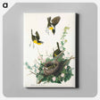 アートパネル-Yellow-breasted Chat from Birds of America
 - アメリカの鳥たち Canvas.