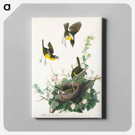 アートパネル-Yellow-breasted Chat from Birds of America
 - アメリカの鳥たち Canvas.